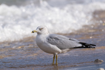 Ring-Billed Gull (Larus delawarensis) in the surf on the shore of Lake Michigan.