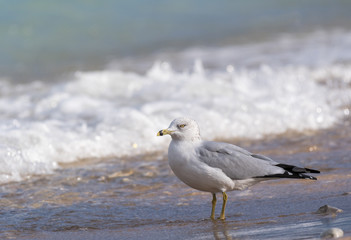 Ring-Billed Gull (Larus delawarensis) in the surf on the shore of Lake Michigan.