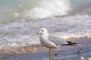 Ring-Billed Gull (Larus delawarensis) in the surf on the shore of Lake Michigan.