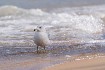 Ring-Billed Gull (Larus delawarensis) in the surf on the shore of Lake Michigan.