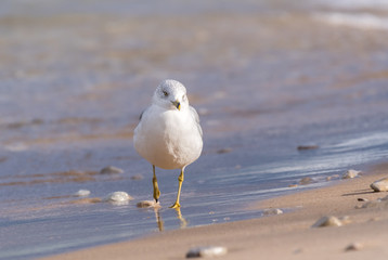 Ring-Billed Gull (Larus delawarensis) in the surf on the shore of Lake Michigan.