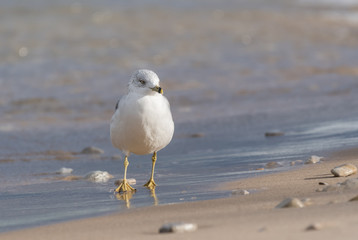 Ring-Billed Gull (Larus delawarensis) in the surf on the shore of Lake Michigan.