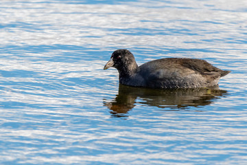 American Coot (Fulica americana) swimming in Michigan, USA.