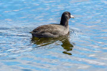 American Coot (Fulica americana) swimming in Michigan, USA.