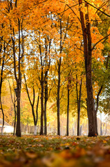 Naklejka premium autumn