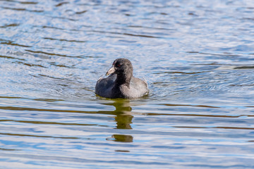 American Coot (Fulica americana) swimming in Michigan, USA.