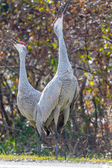 Fototapeta premium Two Sandhill Cranes (Antigone canadensis) standing and calling in Kensington MetroPark, Michigan, USA.