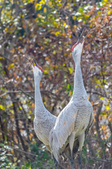 Two Sandhill Cranes (Antigone canadensis) standing and calling in Kensington MetroPark, Michigan, USA.