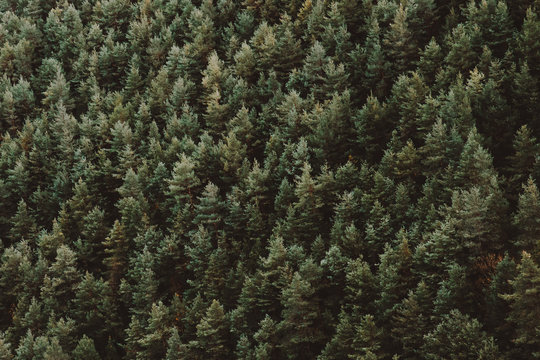 Pine Forest Background © lasfotosdexus