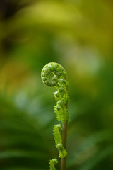 Fern leaf unfolding