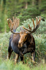 Moose taken on recent trip to Colorado.