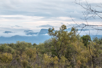 Fototapeta premium Südafrika Safari