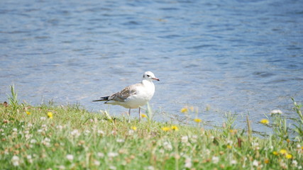 Seagull on the coach