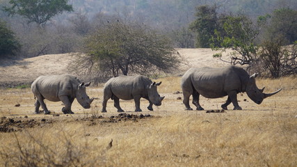 Fototapeta premium Südliches Breitmaulnashorn Familie
