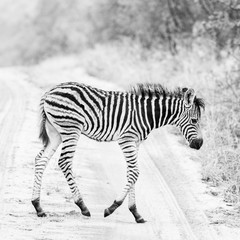 Fototapeta na wymiar Südafrika Safari
