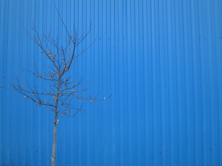 Lonely tree on blue background