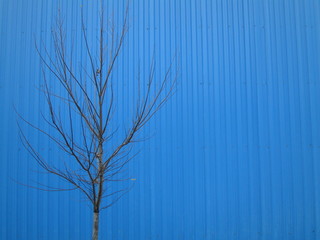 Lonely tree on blue background