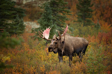 Bull moose in fall colors, velvet pealing from antlers, taken in Denali National Park
