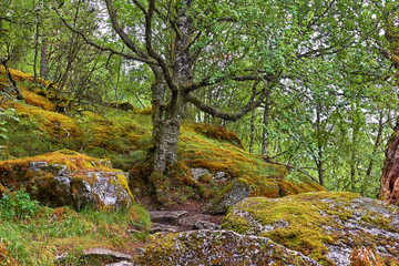alter vermooster Wald am Nyastolfossen