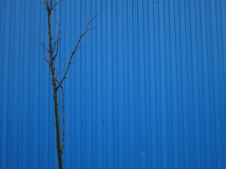 The trunk of the tree on a blue background profile of the fence
