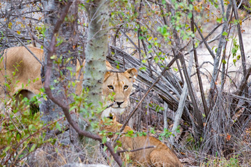 Löwin in Südafrika versteckt sich hinter einem Busch