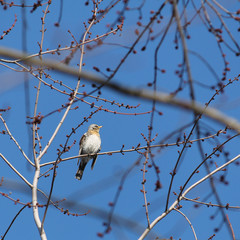 Fieldfare (Turdus pilaris) sitting on bare spring branches against clear blue sky