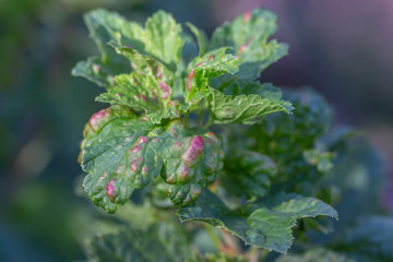 Disease fungus of black currant-Anthracnose.Close up.Red areas on currant bush leaves.