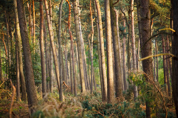 Obraz premium Middle European Forest
