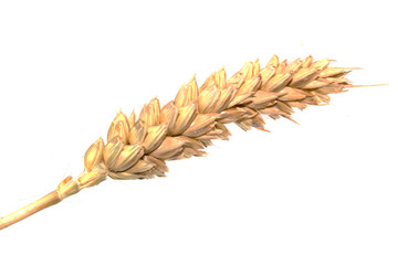 wheat isolated on white background