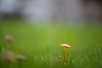 single marasmius oreades scotch bonnet fairy ring mushroom on green
