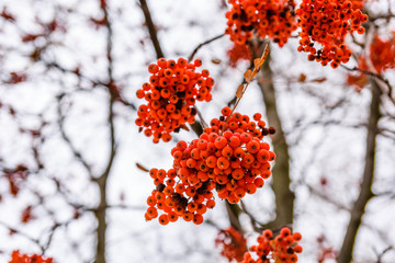 Berries on a branch of the rowan tree