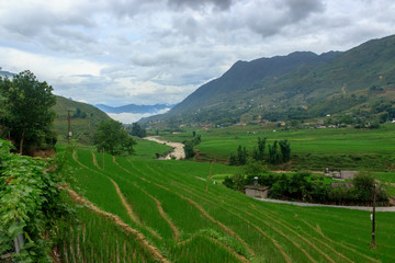 lush green rice fields in sapa vietnam