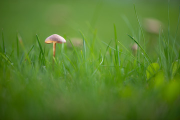 macro of marasmius oreades mushroom with soft light in green grass