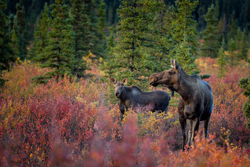 Moose mother and calf taken in northern Alaska