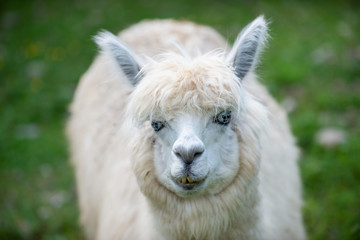 White Alpaca camel looks in the camera wioth green background.