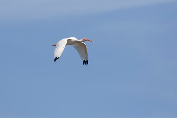American white ibis that flies over mangroves on a bright sunny day