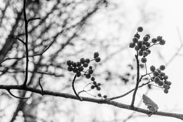 Berries on a branch of the rowan tree