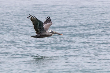 Fototapeta na wymiar brown pelican who flies low over the water on the coast of the Atlantic Ocean