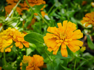 High Angle View of Orange Flowers in the Field