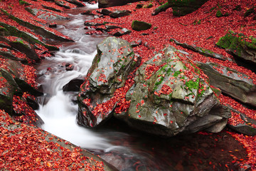 Brook in the Autumn Beech Forest