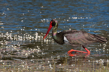 Black stork (Ciconia nigra), searching for food in the water among flowers