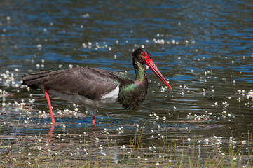 Black stork (Ciconia nigra), searching for food in the water among flowers