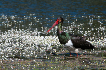 Black stork (Ciconia nigra), searching for food in the water among flowers