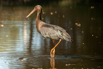 Black stork (Ciconia nigra), Young looking for food in water