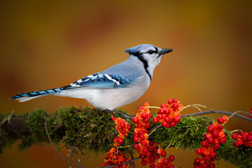 Blue Jay with fall color taken in southern MN