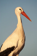Close-up of white stork, Ciconia ciconia