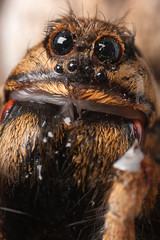 Closeup wolf spider species,Lycosa tarantula