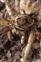 Closeup wolf spider species,Lycosa tarantula