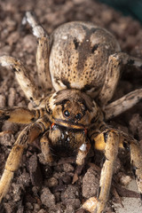 Closeup wolf spider species,Lycosa tarantula