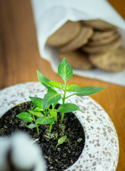 gingerbread cookies on wooden background, green sprouts